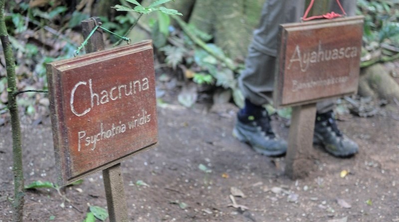  Chacruna