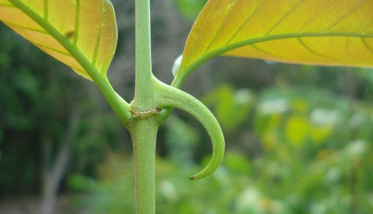 Medicinal Secrets of the Amazon Rainforest