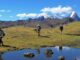 Lares Trek + Short Inca Trail