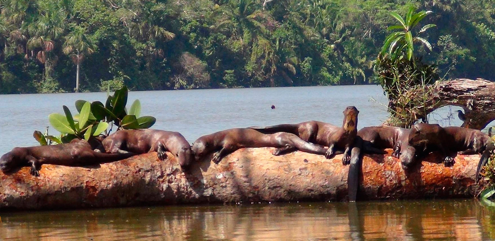 Tambopata Jungle