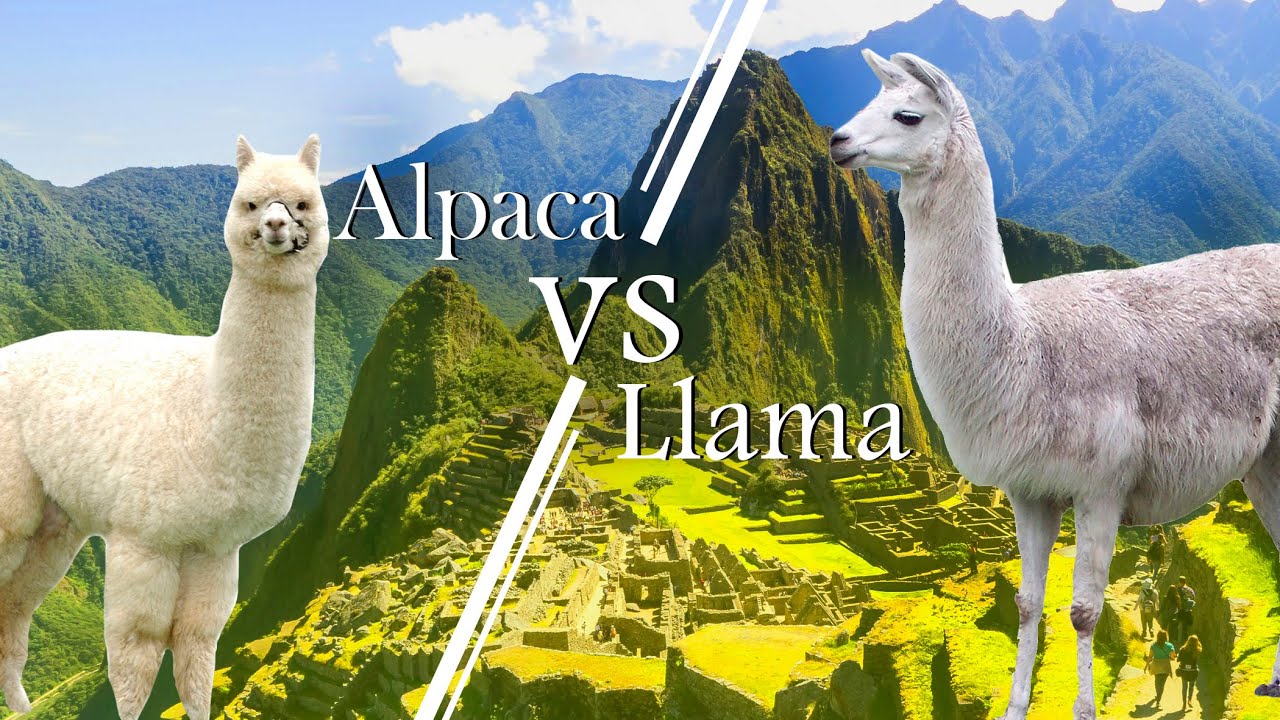 Differences Between Alpacas and Llamas