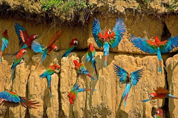 Macaw clay licks Of The Peruvian Amazon