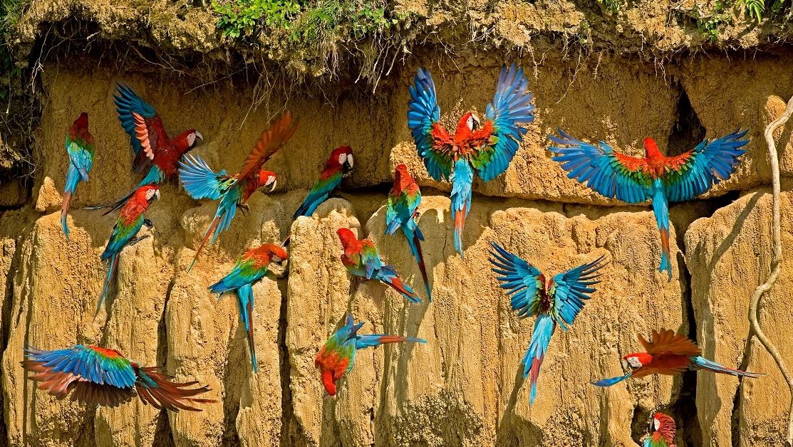 Macaw clay licks Of The Peruvian Amazon
