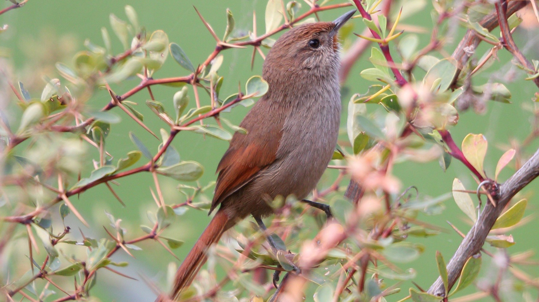 Birdwatching at Laguna de Huacarpay