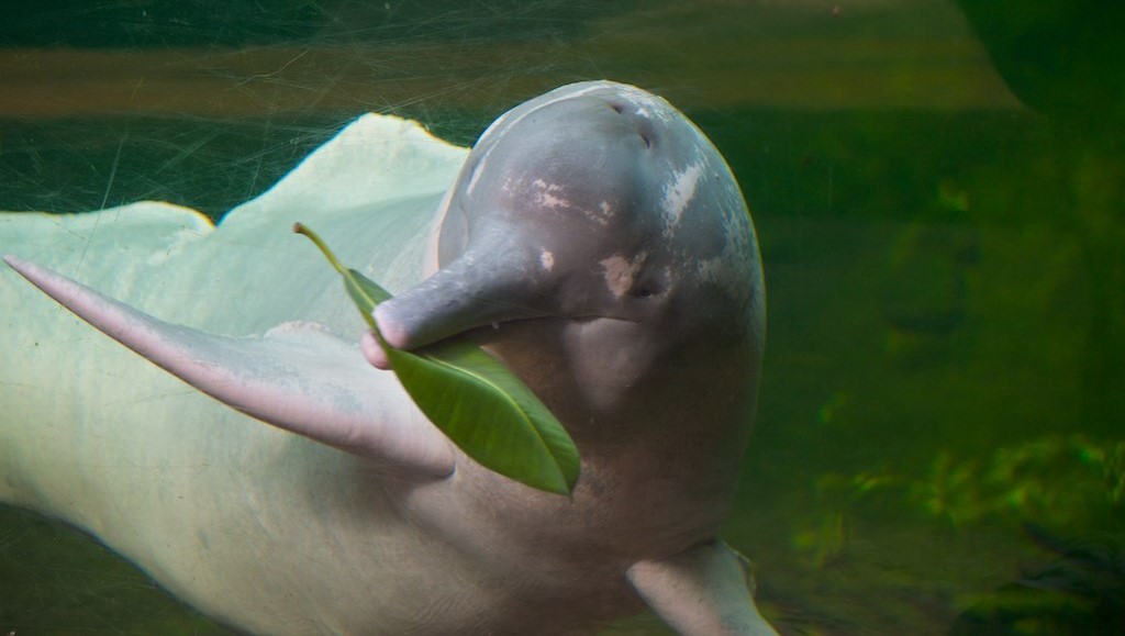 Most Intelligent Dolphins