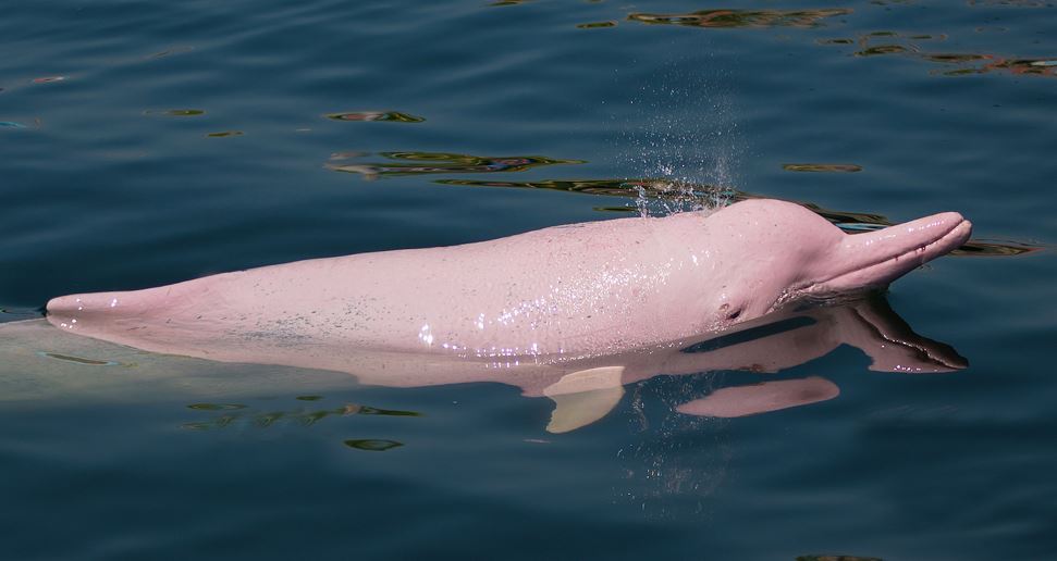 Amazon River Dolphins aren’t all pink