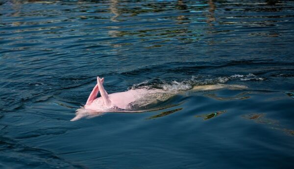 The Amazon Pink River Dolphin | Peruvian Amazon | Amazon Tours