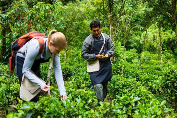 Medicinal Plants of Peru