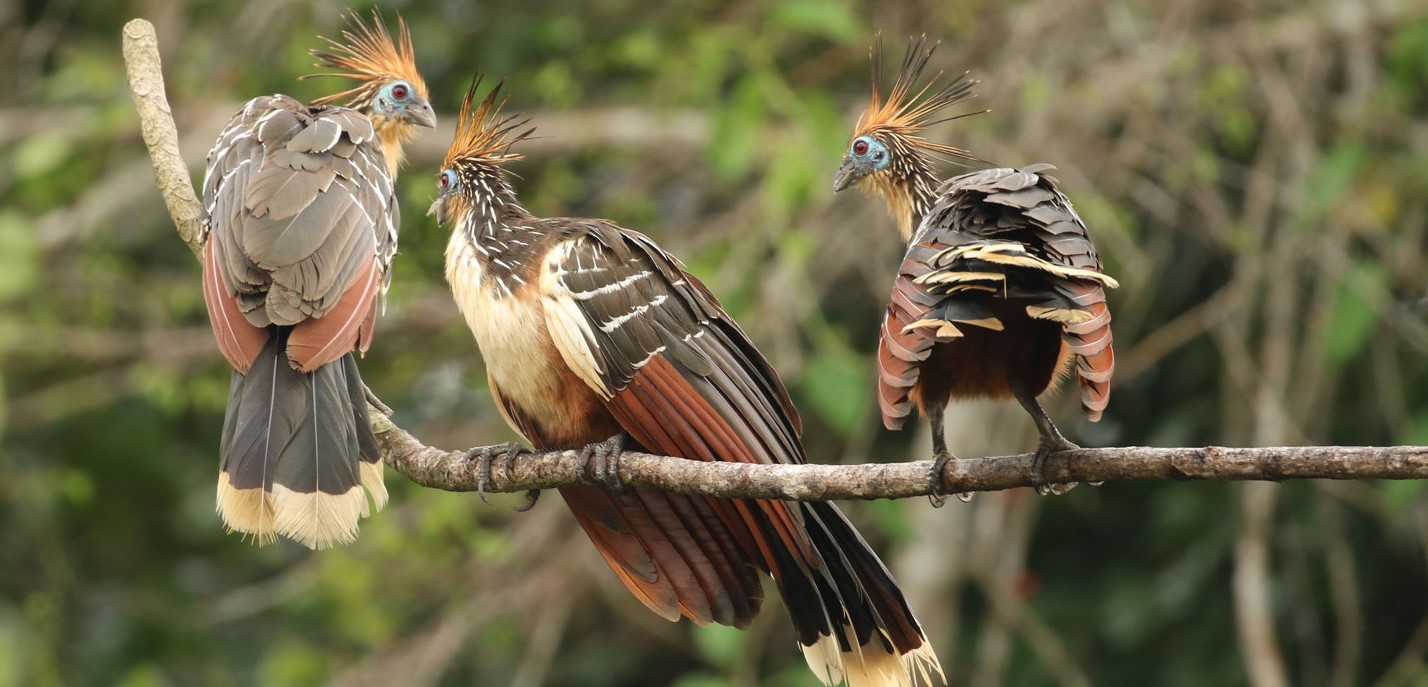 Peruvian Amazon