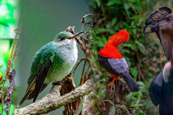 Wildlife of Machu Picchu