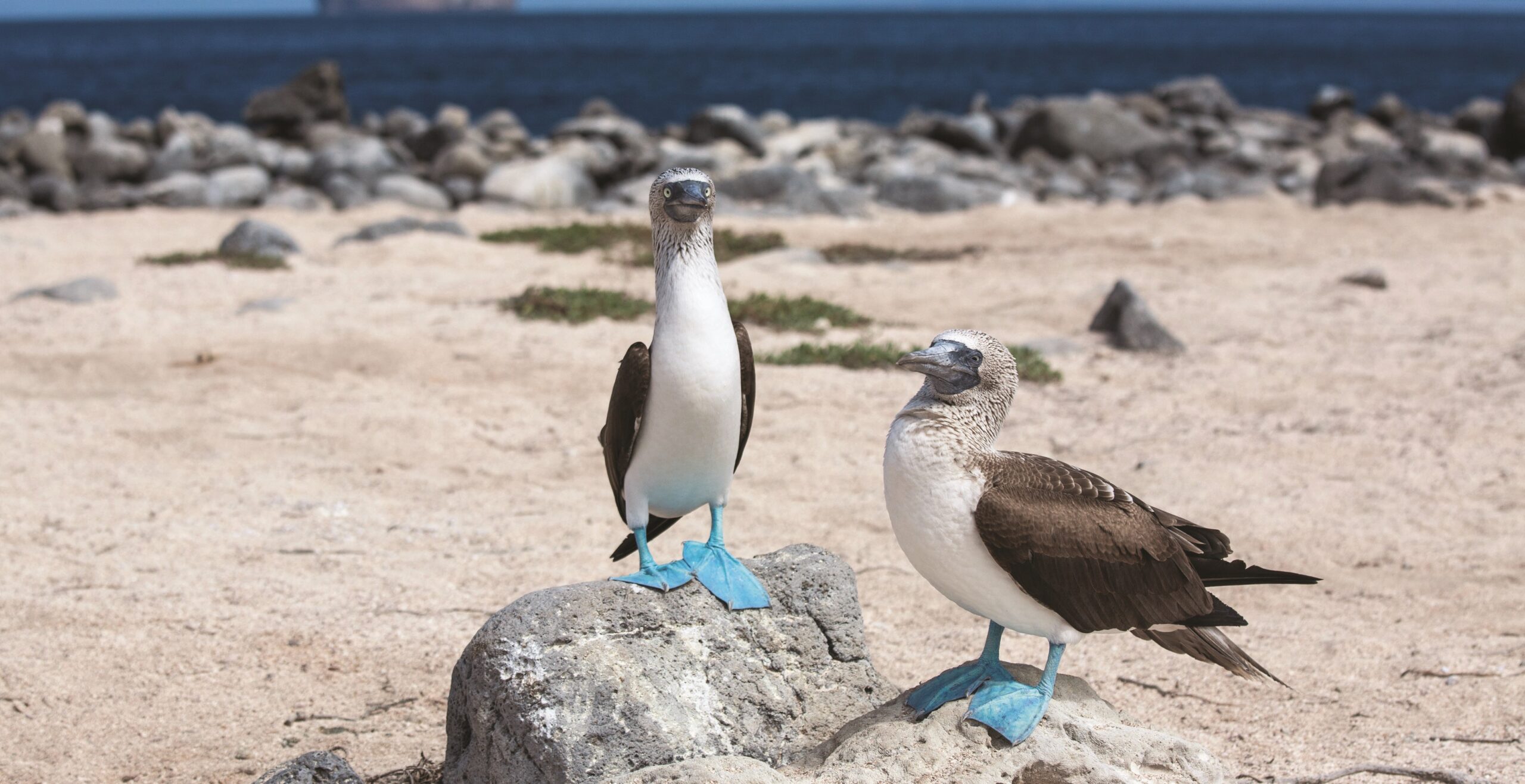 Genovesa Island
