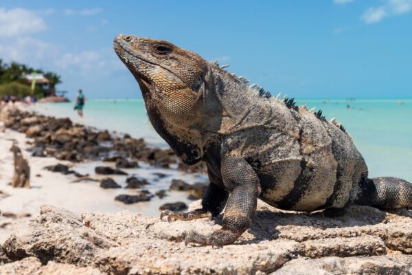 Galápagos Islands