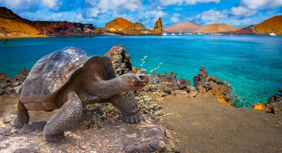Santa Cruz Island