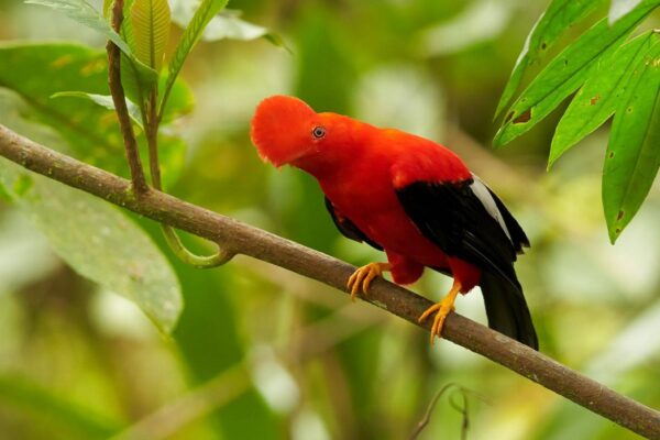 Discover the Andean Cock of the Rock in Manu National Park