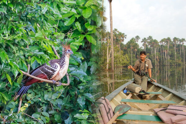 Manu vs Tambopata: Which is Best?