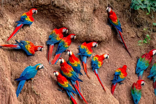 Macaw Clay Lick in Tambopata