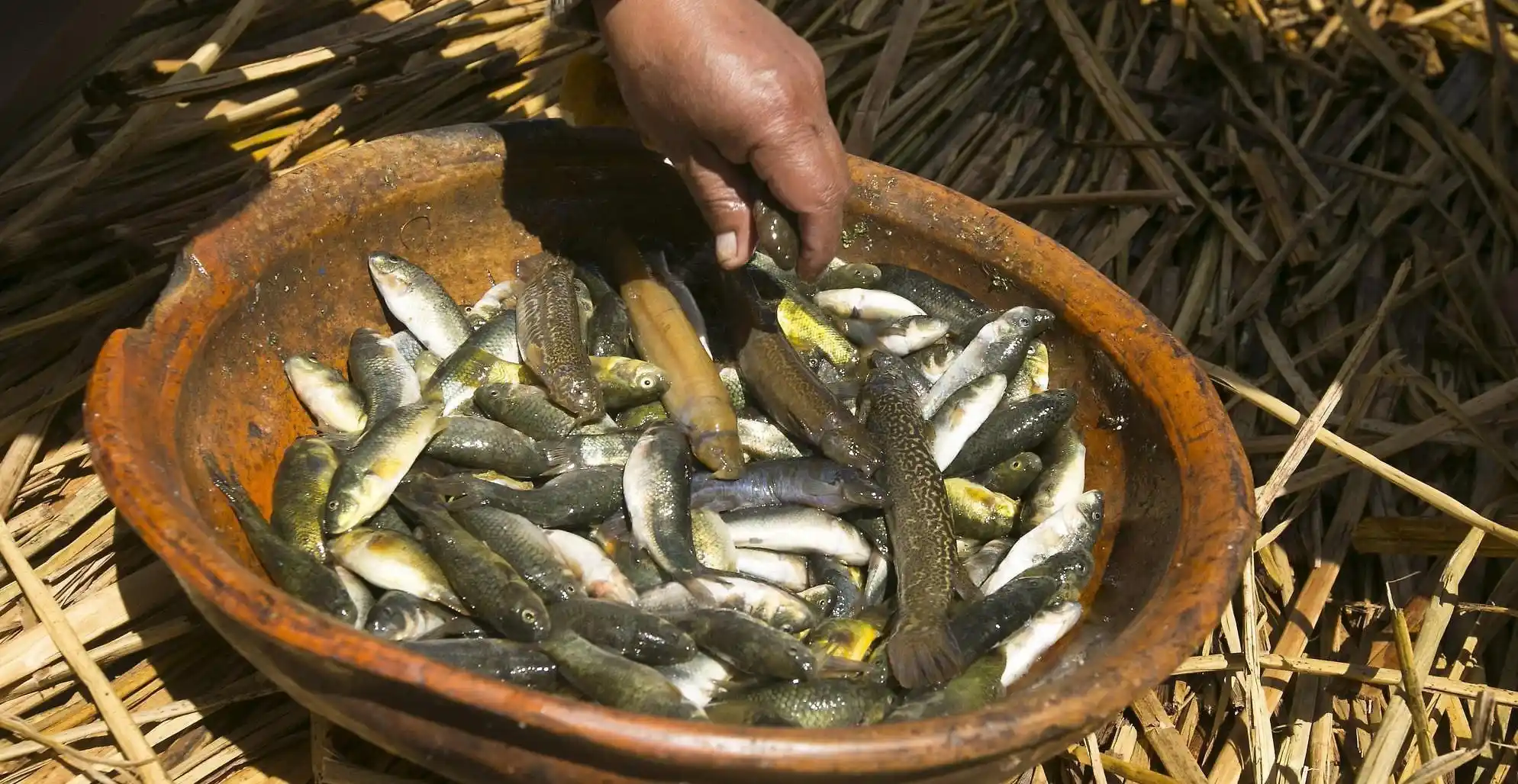 Aquatic life in Lake Titicaca – native fish and amphibians