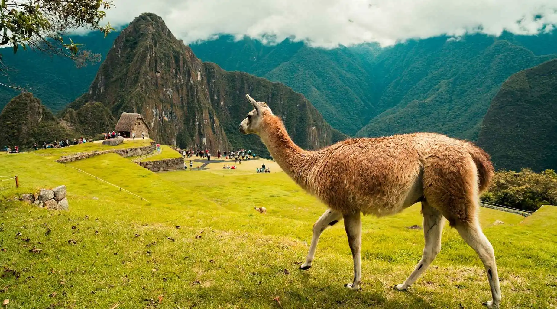 Panoramic view of Machu Picchu during a full-day tour.