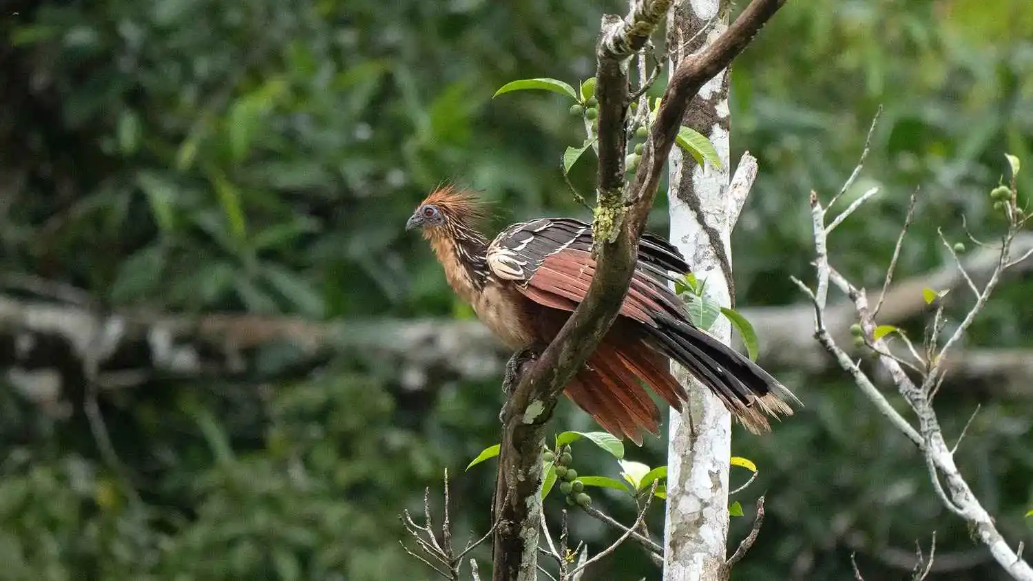 Wildlife at Lake Machuwasi Manu National Park Tour