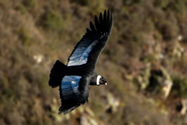 Best Time to See Condors in Cusco