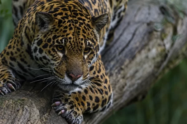 Complete Guide to Manu National Park: Travel Tips & Wildlife