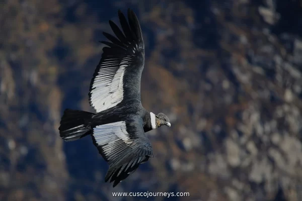 Chonta Canyon Cusco: Complete Guide to Seeing Andean Condors