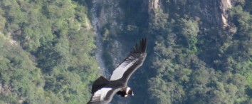 Condor Sightings Cusco & Chonta Valley